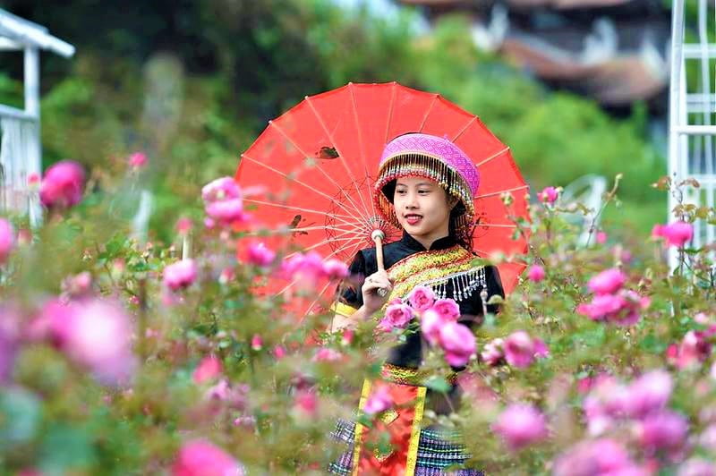 Nên đi vào những mùa hoa hồng nở rộ nhất