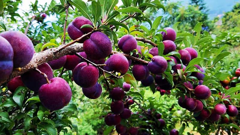 Mận Sapa, đào rọ - Đặc sản mùa hè của Sapa