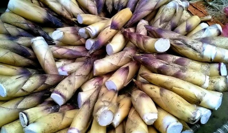 Măng vầu Sapa