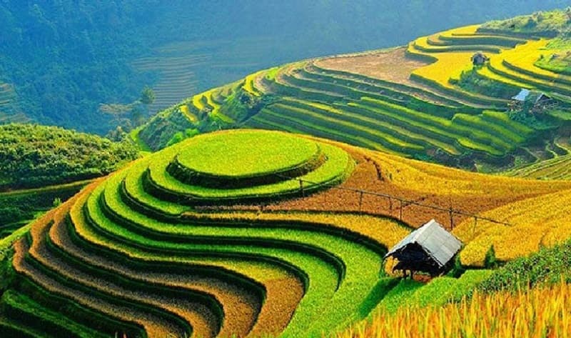 Ruộng bậc thang Sapa mùa lúa chín