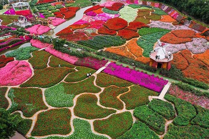 Thung lũng hoa Sapa ở xã Bản Khoang, huyện Sa Pa