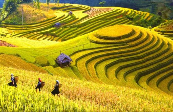 Ruộng bậc thang ở Sapa