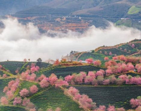Đi Sapa mùa nào đẹp? Khám phá vẻ đẹp Sapa trong 4 mùa