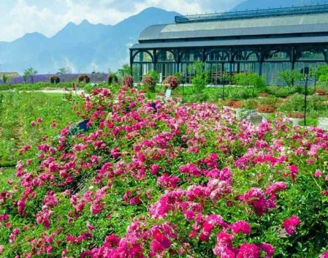 Thung lũng hoa hồng Sapa – Điểm đến mơ mộng cho du khách