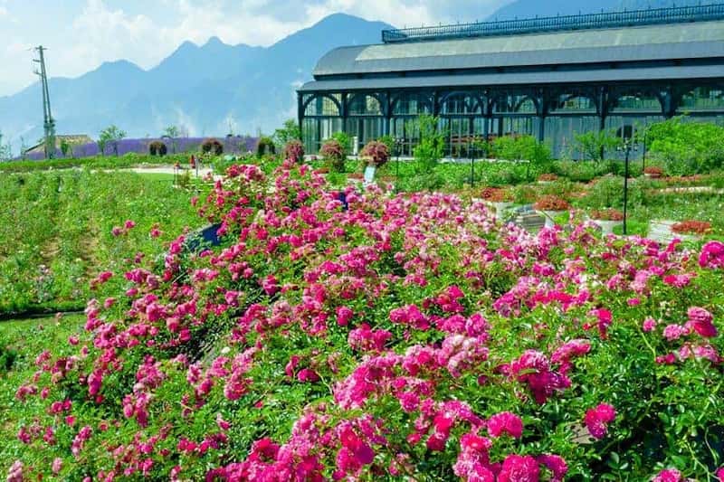 Thung lũng hoa hồng Sapa – Điểm đến mơ mộng cho du khách